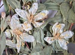 Hypericum humifusum flowers with 9–12 stamens. Note the petals are usually yellow but have faded to white on this herbarium specimen.
 © Landcare Research 2010 